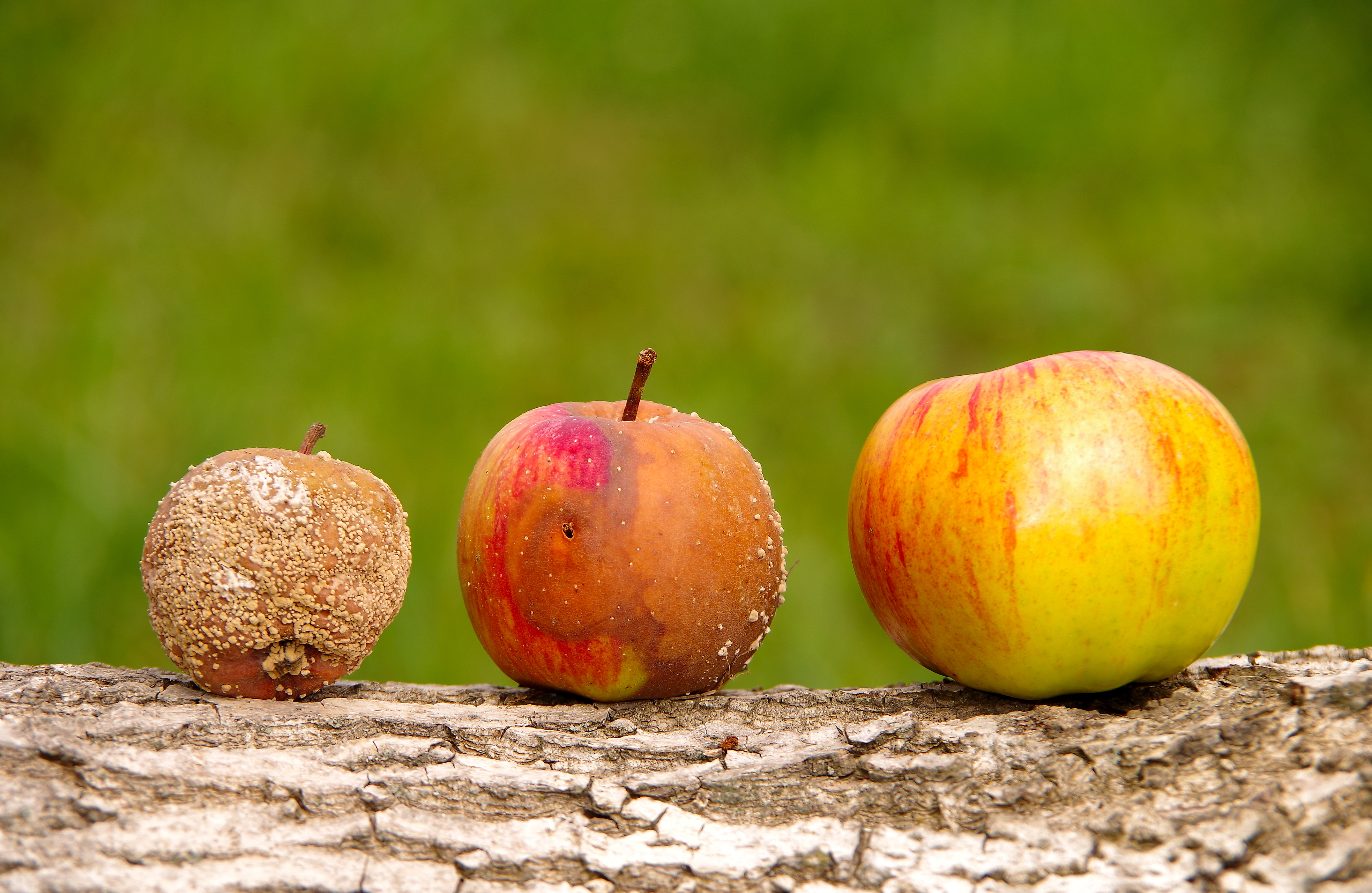 Three apples on a log with green grass in background. L to R: small mold-covered apple, slightly larger apple with bruises and some mold, larger unblemished apple.