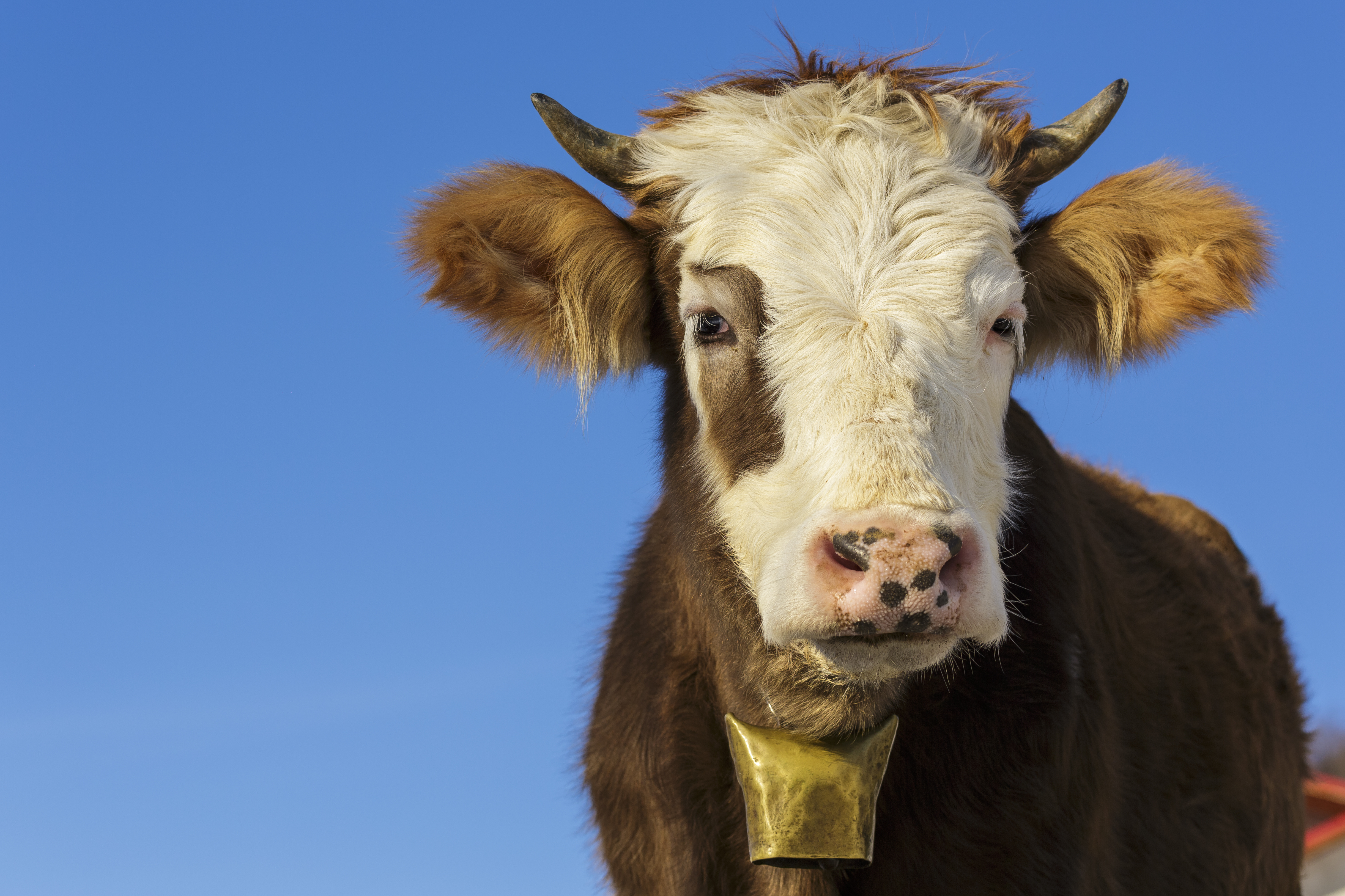Shaggy brown-and-white cow with small horns looking at camera, wearing brass cowbell around its neck. Background of blue sky.