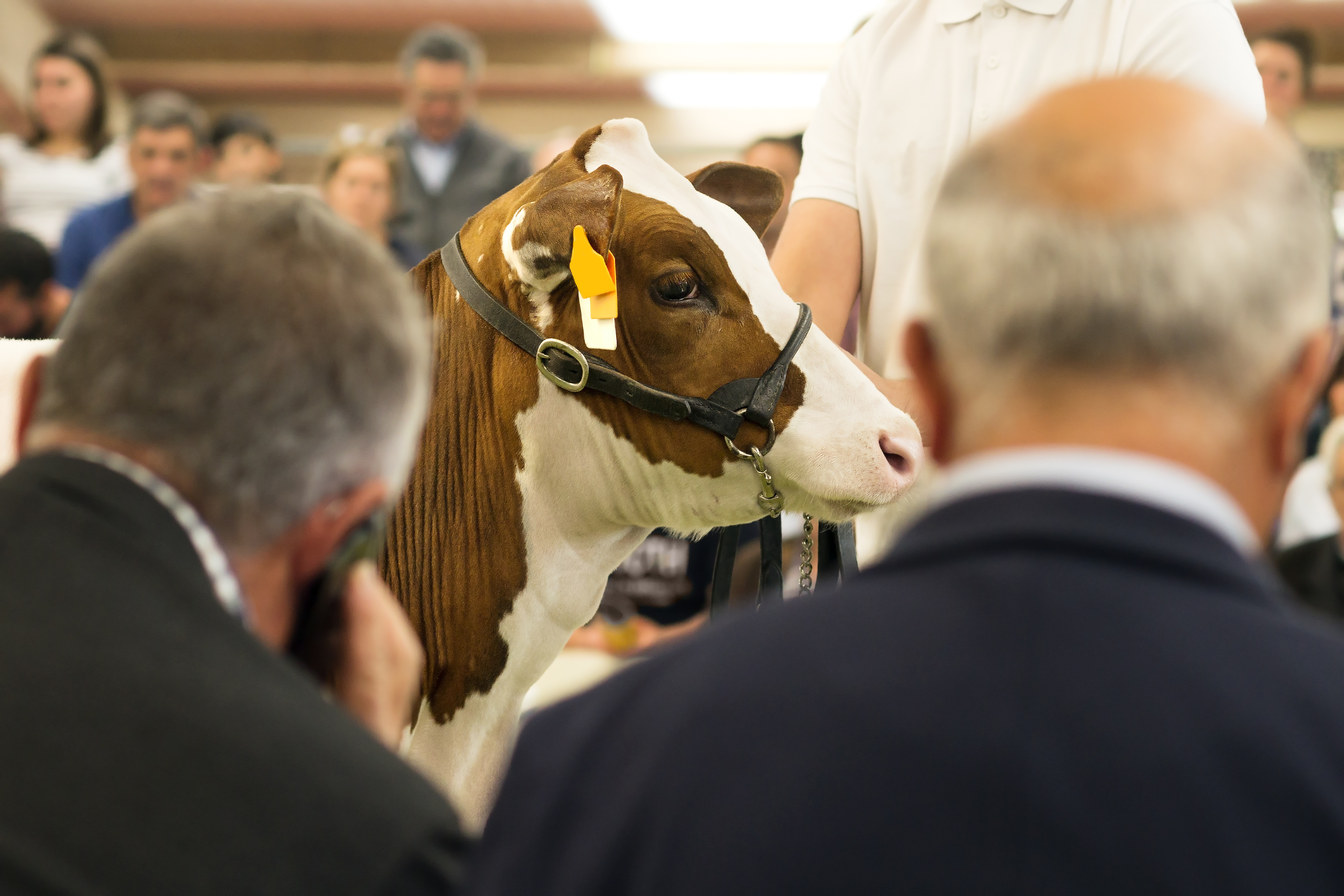 Audience view of a cow being presented at auction, wearing a halter and yellow ear tag. Between the camera and the cow are seen the backs of two men in suits, one on a cell phone.