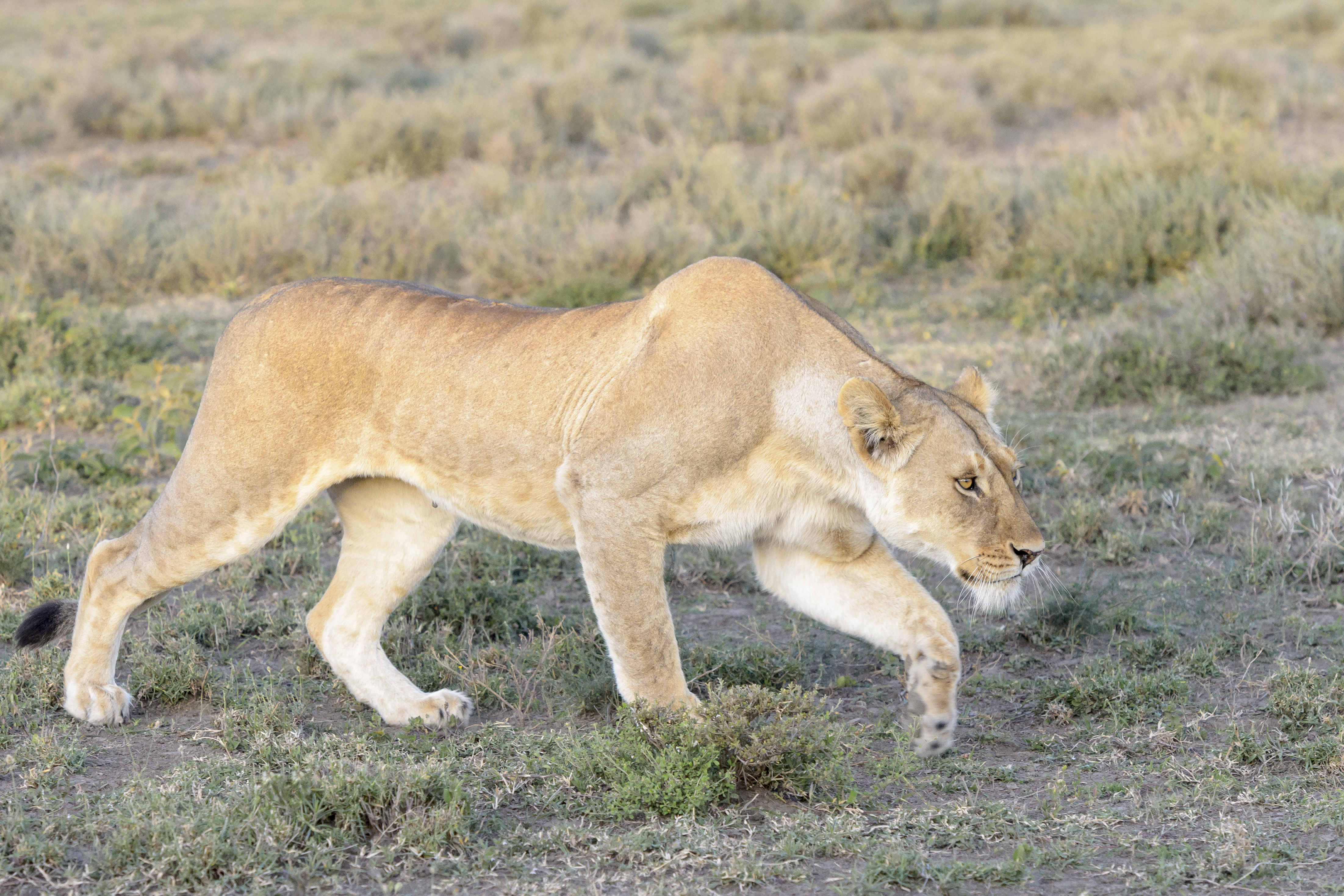 Photo: side view of a lioness stalking prey in a field of short, patchy green grass.