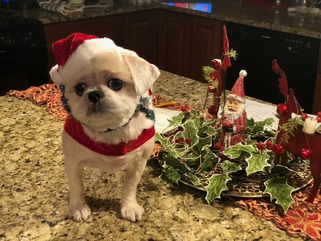 Photo of a small god in a Santa hat sitting on a kitchen island nest to an arrangement of holiday greenery.