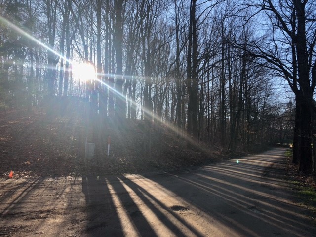 Photo of leafless trees along a paved path. The sun, low in the sky, sends beams of light streaming through the trees.